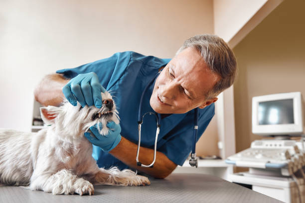 Best Emergency Dental Care for Broken or Chipped Teeth in Lakeland South, WA